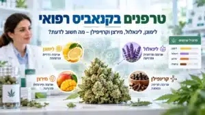 טרפנים בקנאביס רפואי
